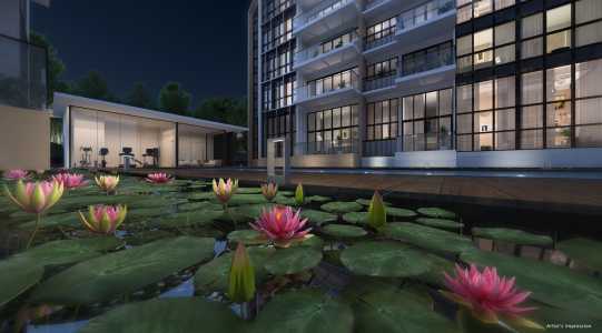 Lilium__Lily_Pond Lilium__Lily_Pond